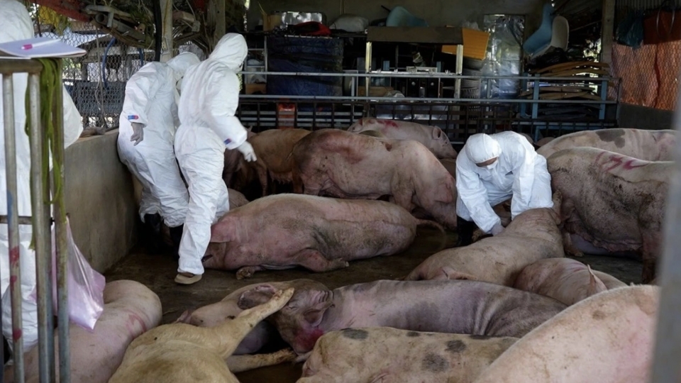 Urgent measures ordered as African Swine Fever spreads nationwide